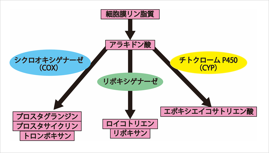 副作用 カロナール